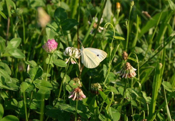 white butterfly on wild flowers