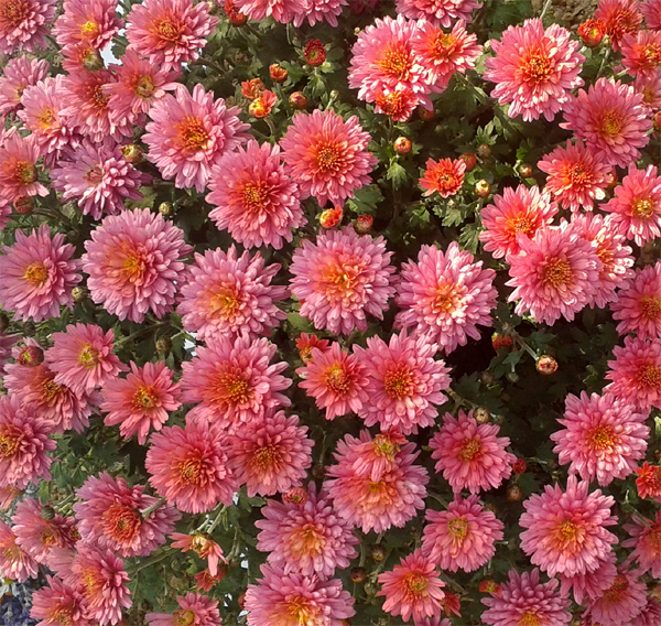 chrysanthemums-serbia
