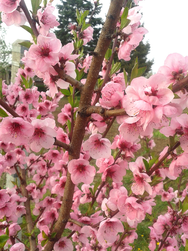 peach tree blossoms