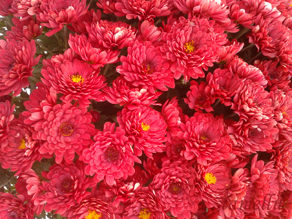 Dark red chrysanthemums